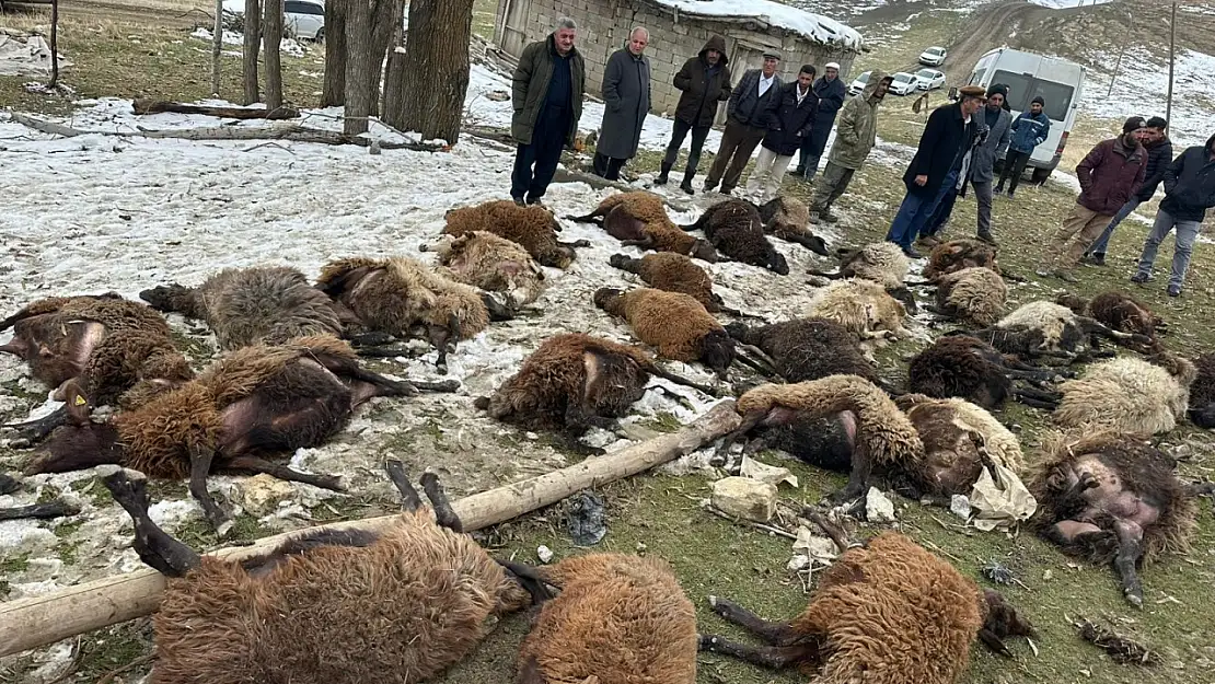 Ahır çöktü: 30 küçükbaş hayvan telef oldu