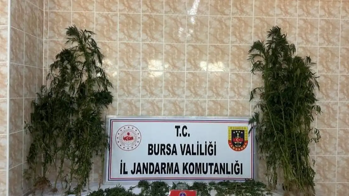 Ahırda uyuşturucu yetiştiren şahıs jandarmadan kaçamadı