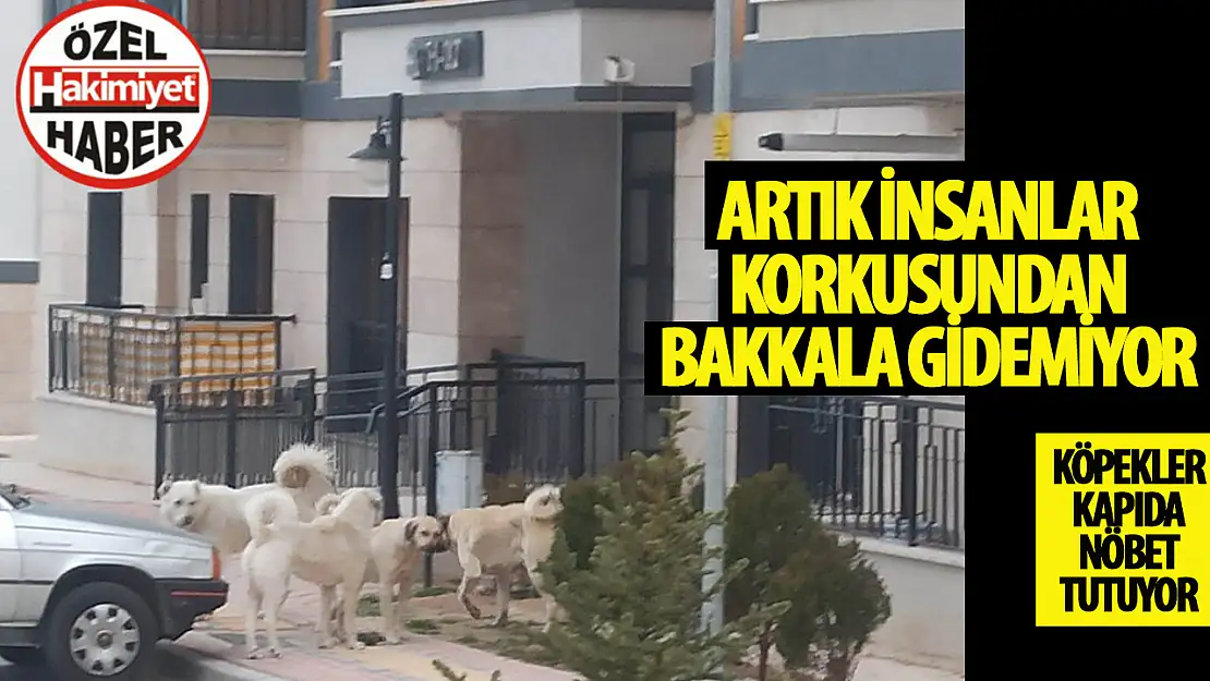 Akademi Mahallesi'nde Başıboş Sokak Köpekleri Endişesi Artıyor