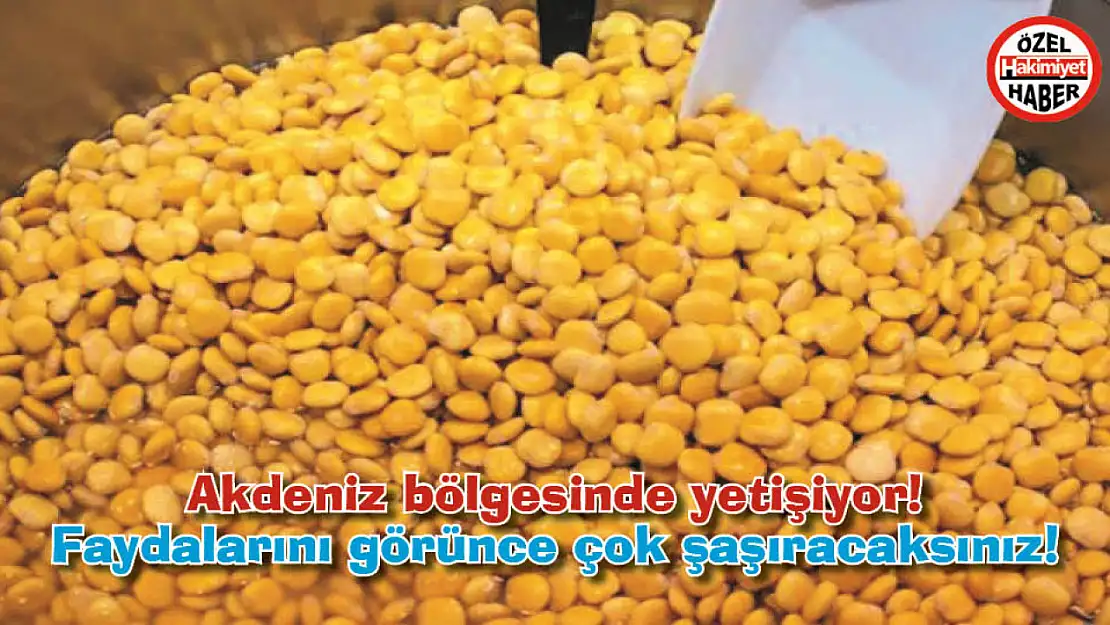 Akdeniz bölgesinde yetişiyor! Faydalarını görünce çok şaşıracaksınız!