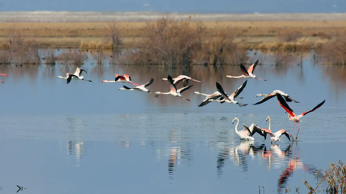 Akgöl sazlıkları flamingolar ve farklı kuş türlerine ev sahipliği yapıyor