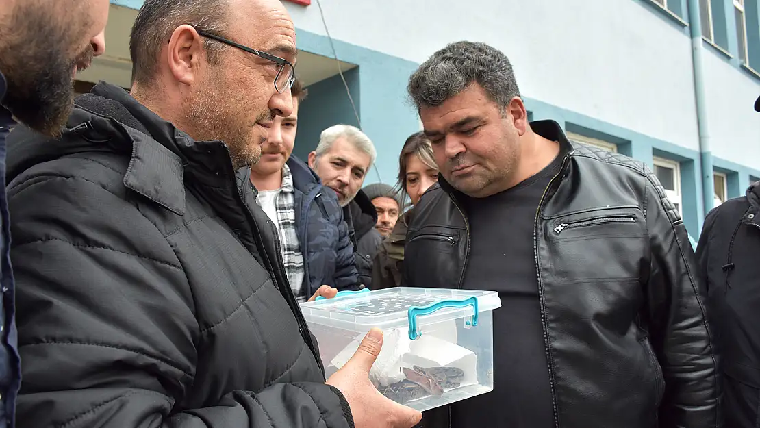 Aksaray'da durdurulan otomobilde 2 boa yılanı ele geçirildi