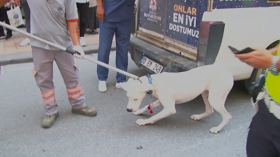 Alkollü sürücünün köpeği polisi ısırdı