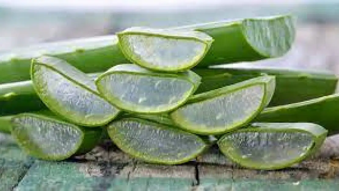 Aloe Vera'nın mucizevi faydaları: Doğanın iyileştirici gücü