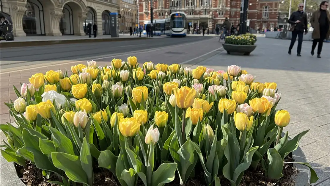 Amsterdam'da lale festivali