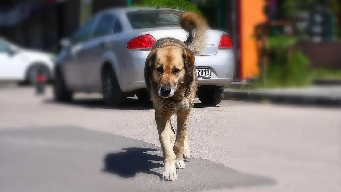 Araca zarar verdiği iddiasıyla köpeğe saldırdı