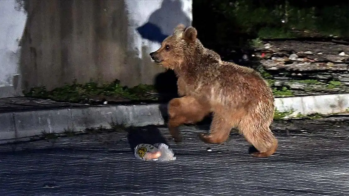 Arı kovanlarına ayılar saldırdı