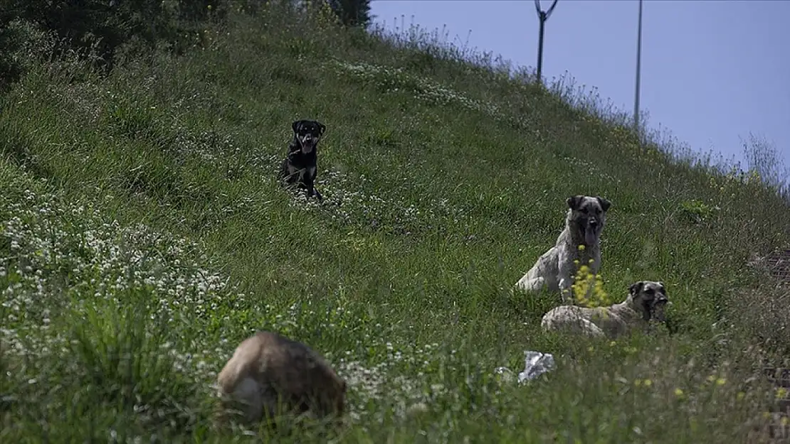 Artık engel olunamıyor bu durum uzmanları da korkutuyor!