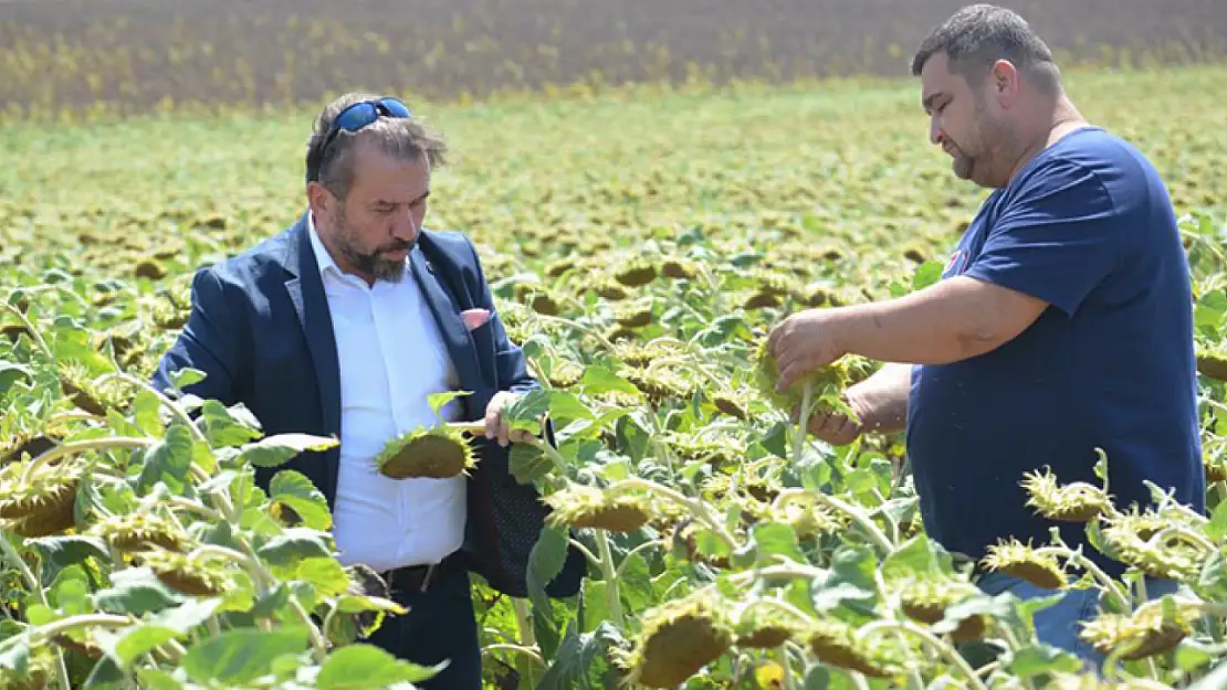 Ayçiçeğinde yerli tohum başarısı