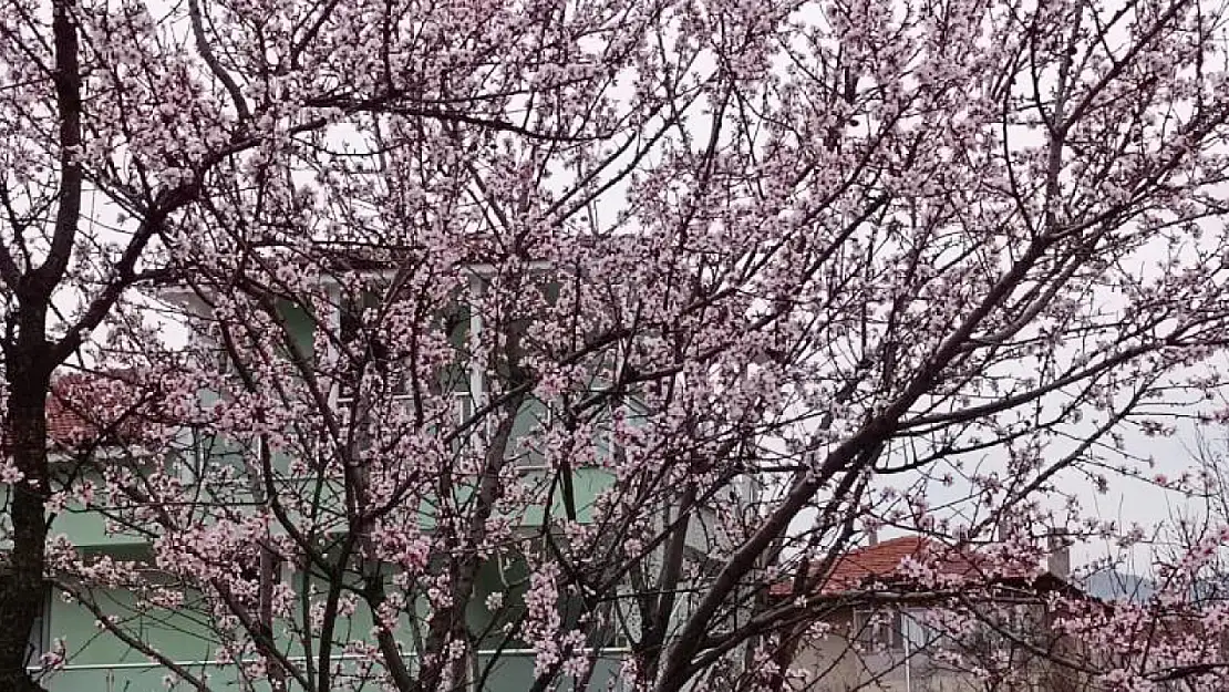 Badem ağaçları erken uyandı