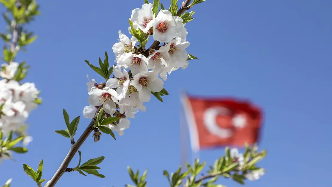 Badem bahçeleri çiçek açtı