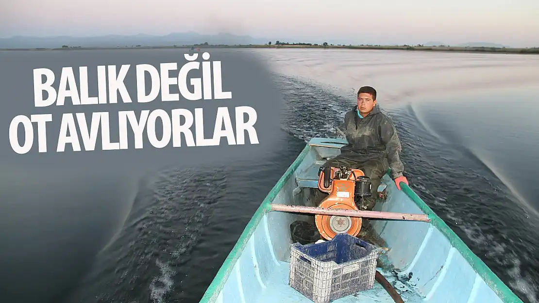 Balık değil, ot avlıyorlar