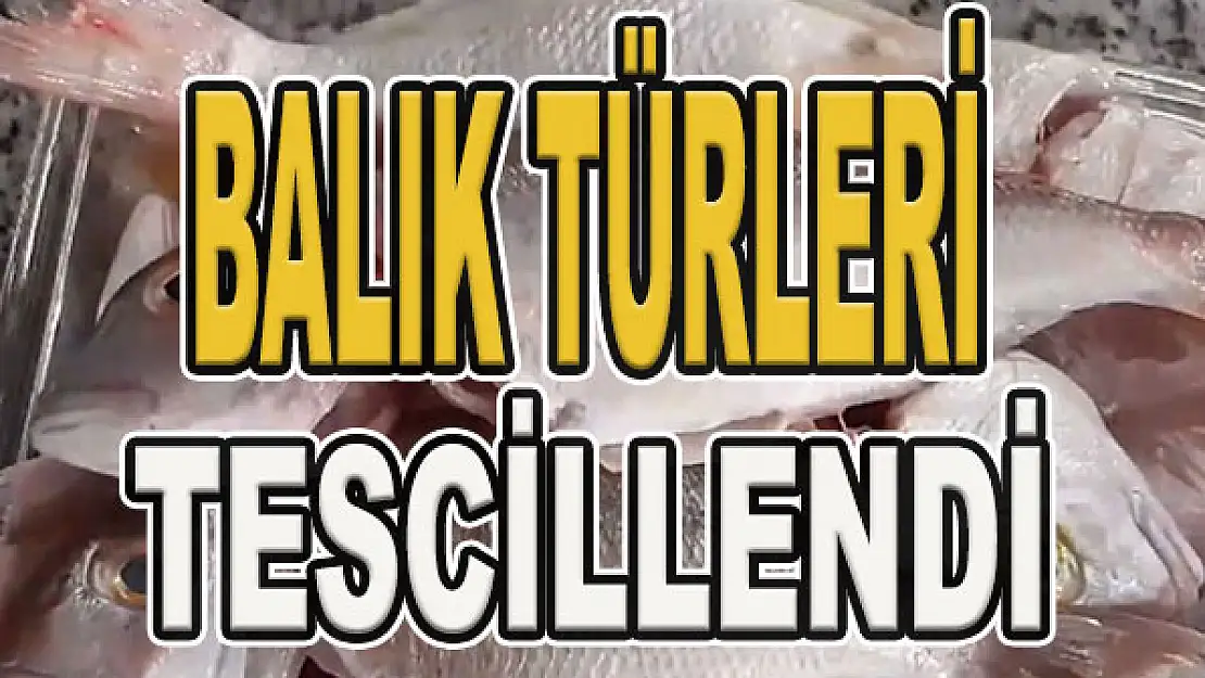 Balık türleri tescillendi...