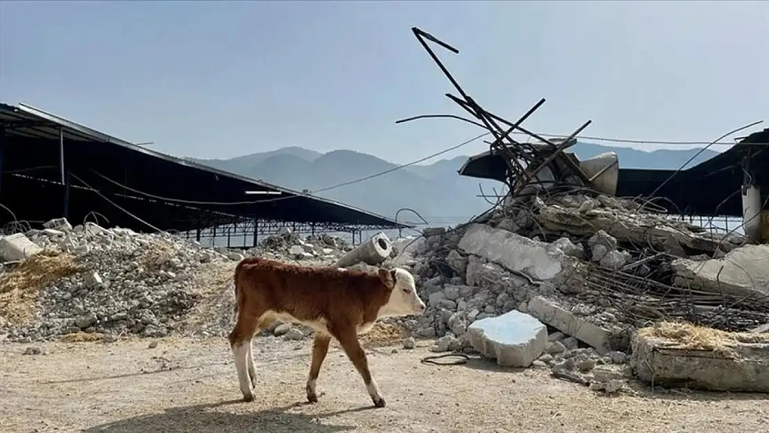 Bedelsiz hayvan dağıtımı başladı