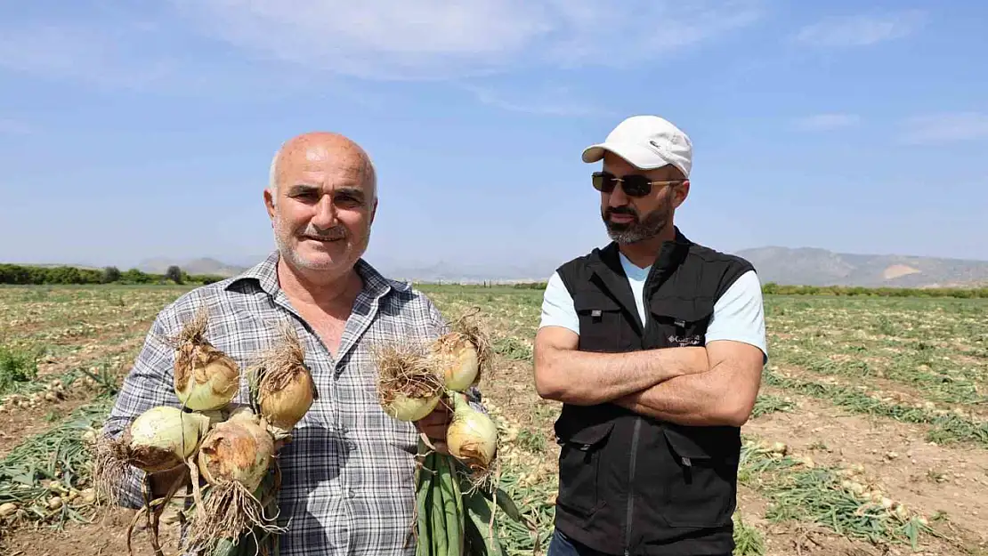 Beklenmedik bereket tarlada boy verdi