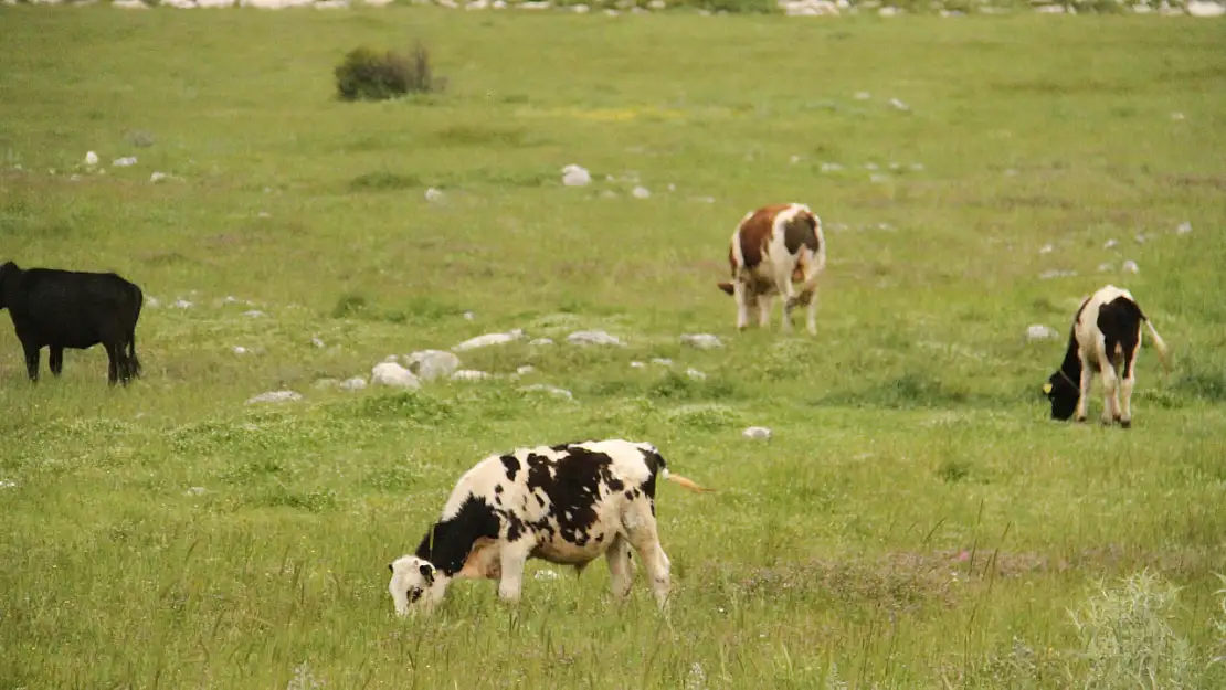 Beyşehir'de şap karantinası sona erdi