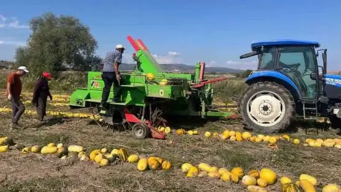 Beyşehir, kabak çekirdeği hasadı ile gündemde