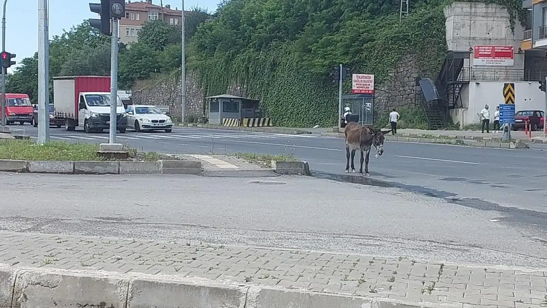 Bir eşek trafiğe çıkarak ortalığı birbirine kattı