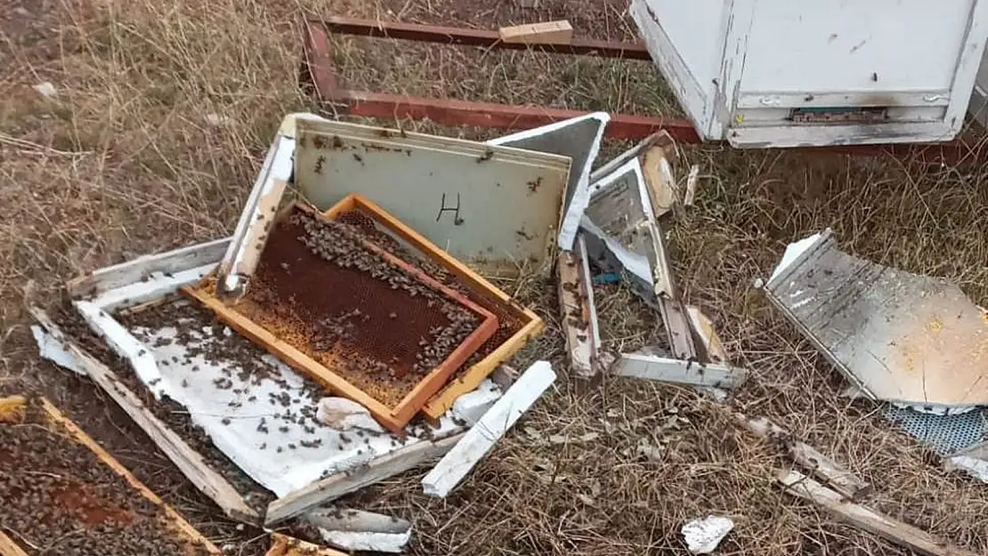 Bir gün nöbeti bıraktı, ayılar kovanları parçaladı