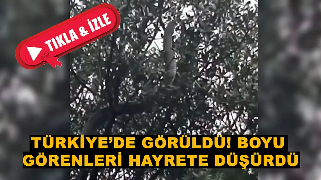 Bu kadar büyük yılan olur mu? Türkiye'de görüldü! 8 metrelik…