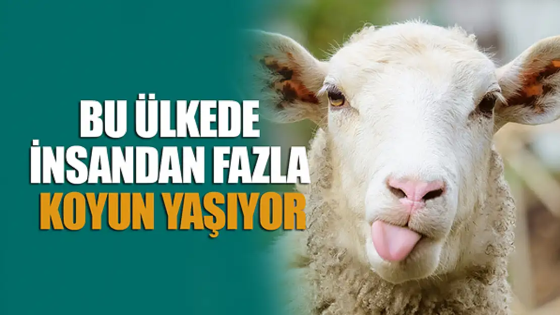 Bu ülkede insandan fazla koyun yaşıyor