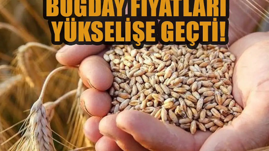 Buğday fiyatları yükselişe geçti!