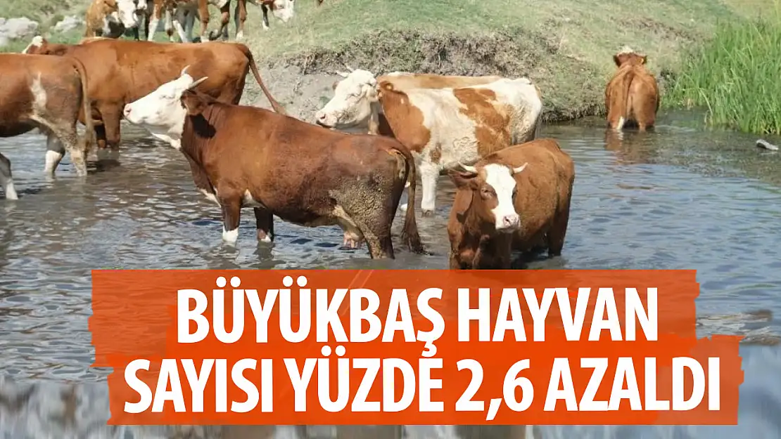 Büyükbaş hayvan sayısı yüzde 2,6 azaldı