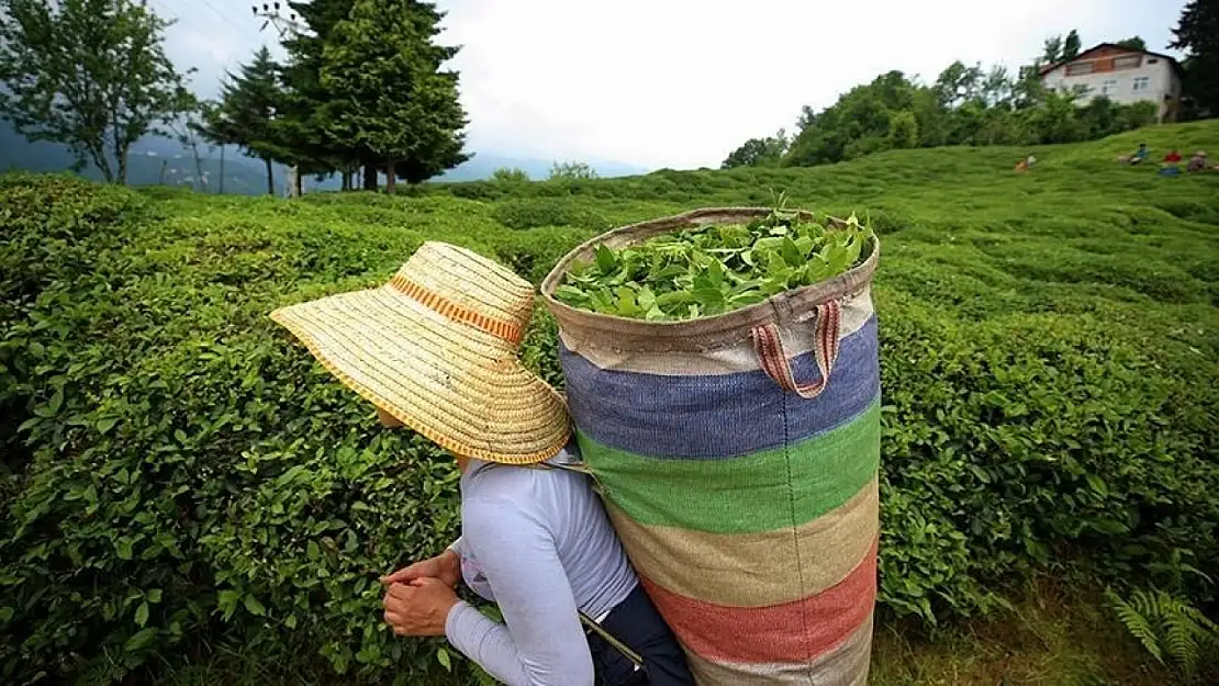 Çay alımında yeni devir: Randevulu sistem kaldırıldı!