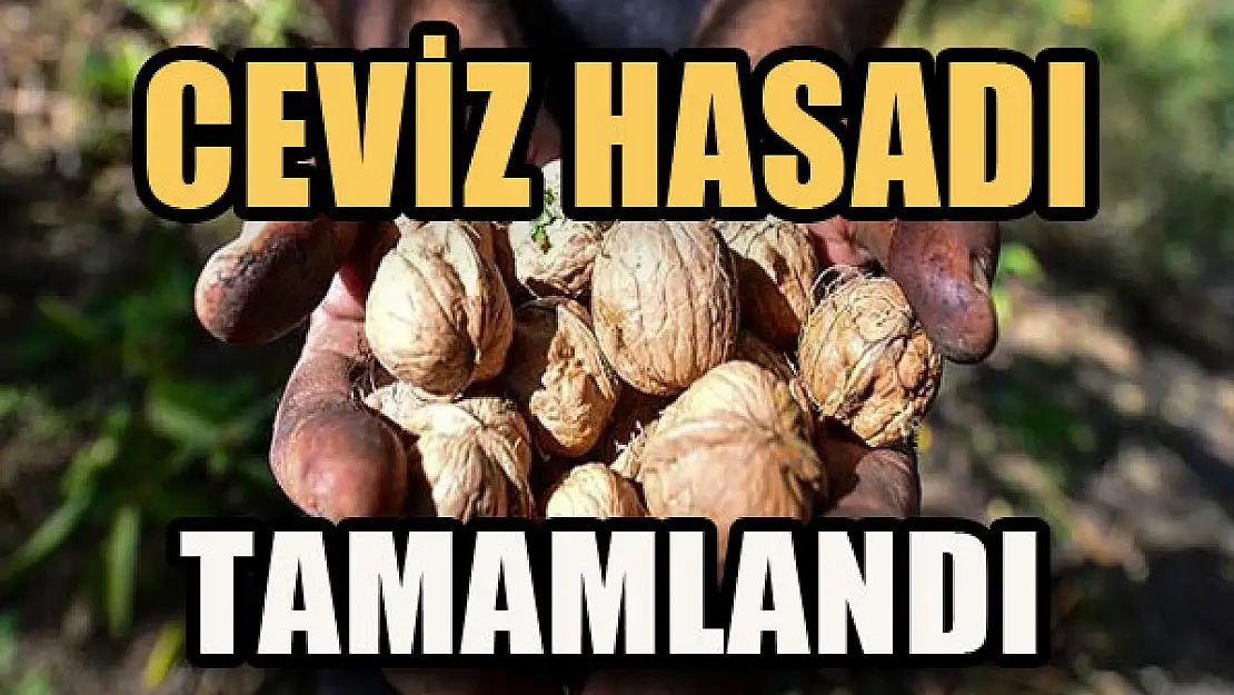 Ceviz hasadı tamamlandı...