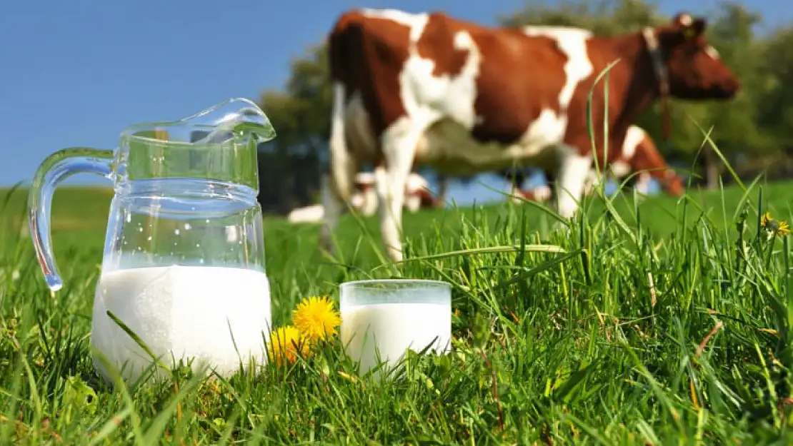 Çiğ süt neden tehlikelidir?