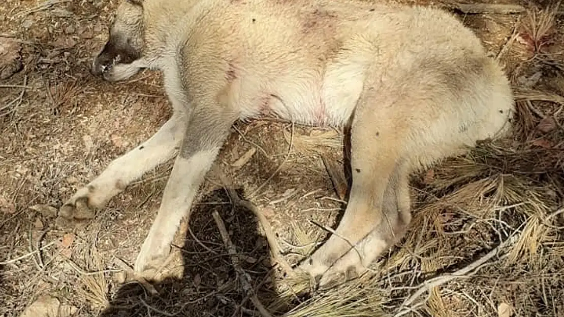 Çoban köpeklerini av tüfeğiyle vurup telef ettiler