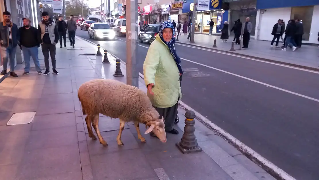 Çocuğu gibi baktığı koyun peşinden ayrılmıyor