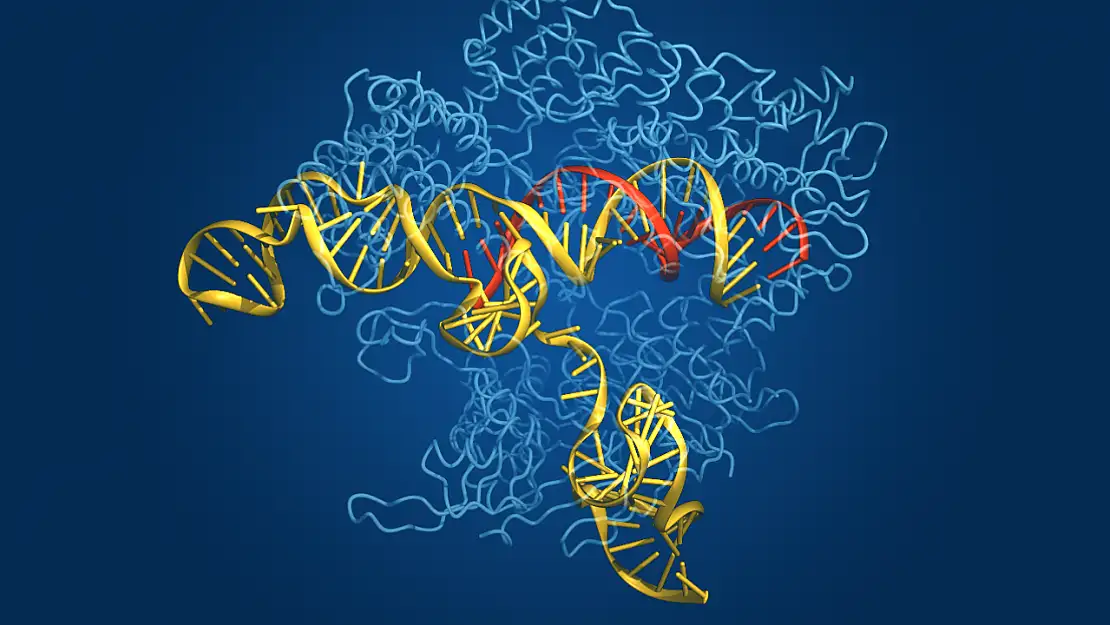 CRISPR gen düzenleme teknolojileri nedir ve nasıl çalışır?