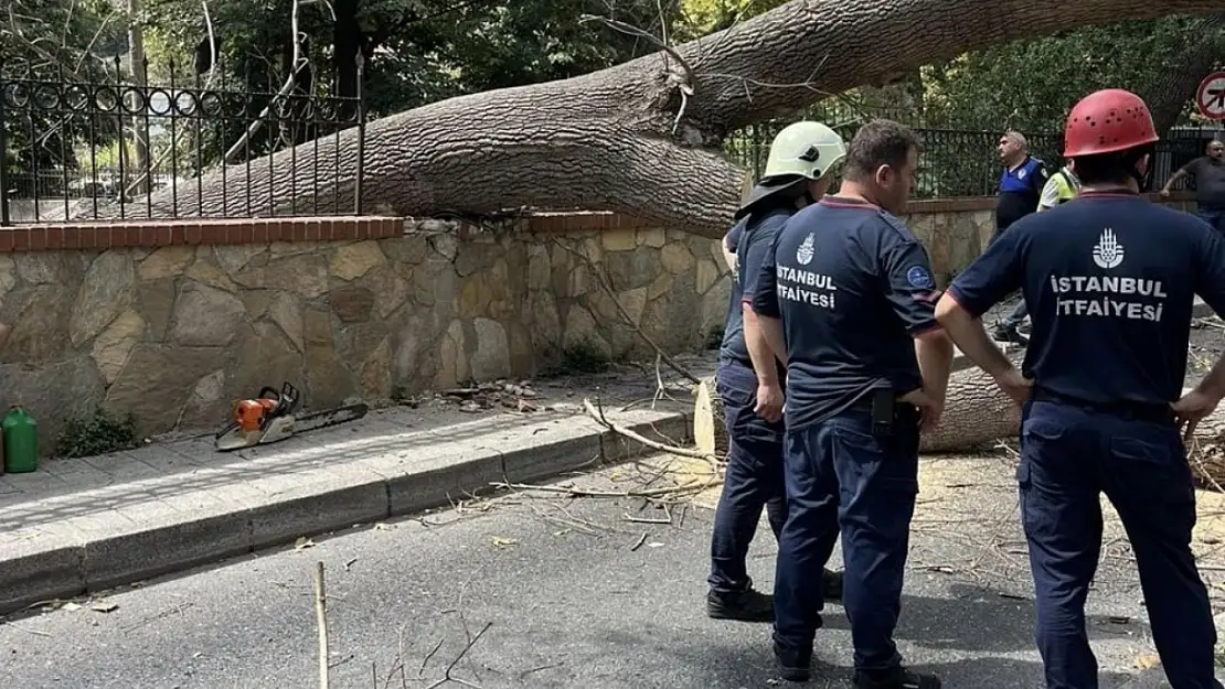 Çürüyen ağaç yola devrildi