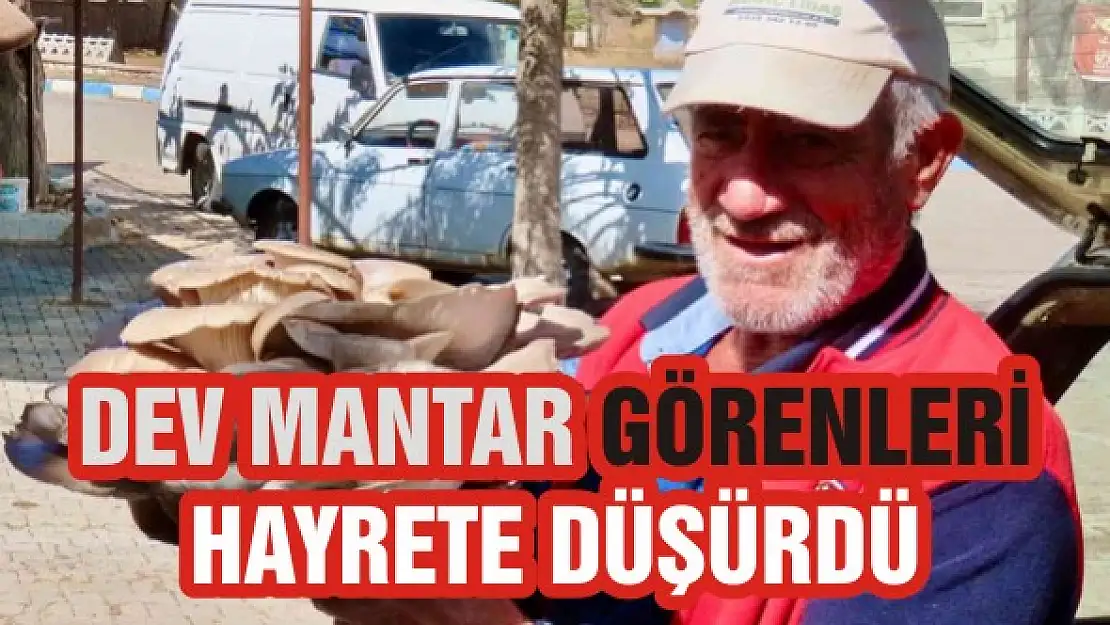 Dev mantar görenleri hayrete düşürdü