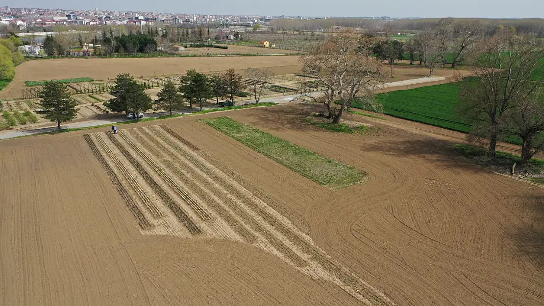 Edirne'deki Tıbbi ve Aromatik Bitkiler Bahçesi çiftçilere örnek oluyor