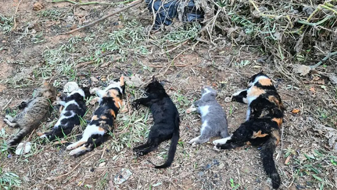 Edirne'de boş arazide ölü 15 kedi bulundu