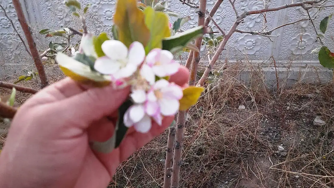 Ekim ayında elma fidanı çiçek açtı