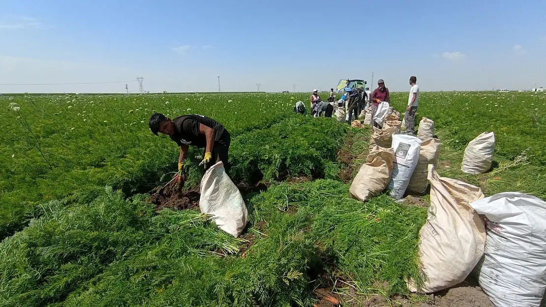 Ekmek paralarını topraktan çıkarıyorlar: 40 derece sıcaklıkta çalışıyorlar