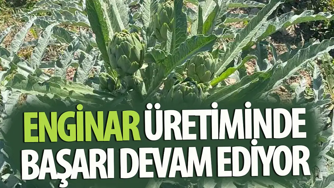 Enginar üretiminde geçen yılın başarısının ardından yeni bir dönem