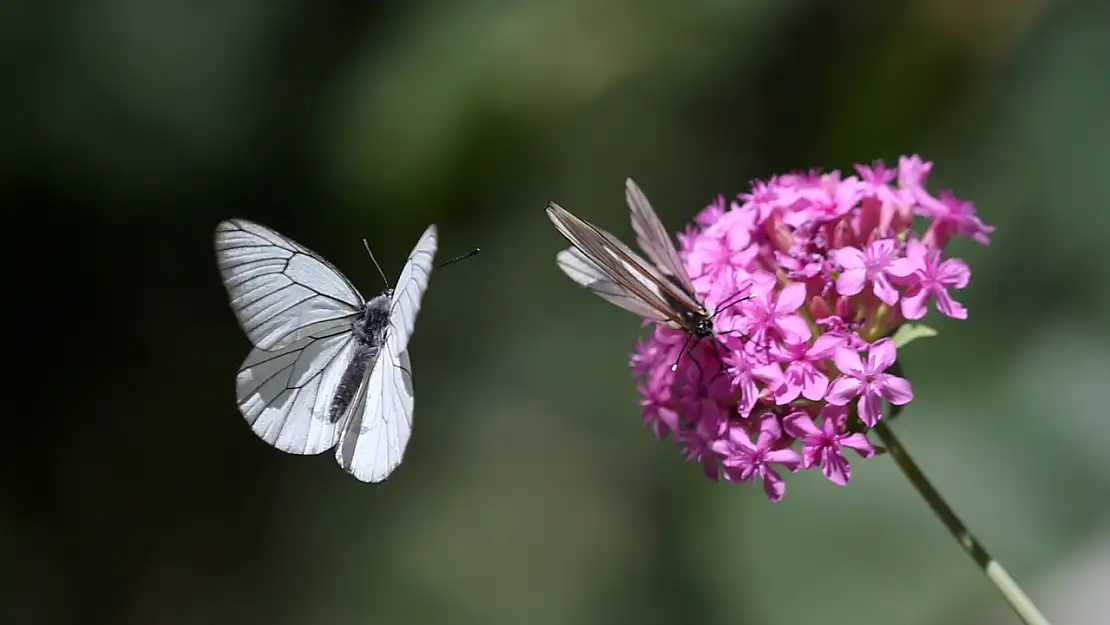 Erciyes Dağı Eteklerinde Doğanın Sessiz Güzelliği: Ortaseki Ormanları