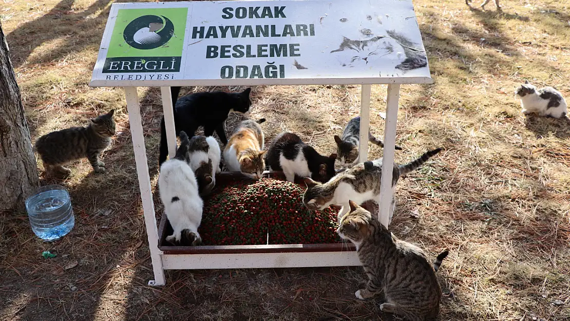 Ereğli Belediyesi Can Dostlarını Unutmuyor