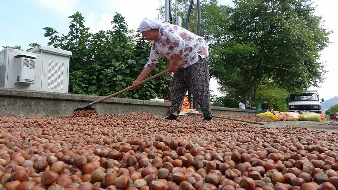 Fındık hasadı bitti! Üretici kurutma telaşına düştü! Fiyatları yükselme eğiliminde!