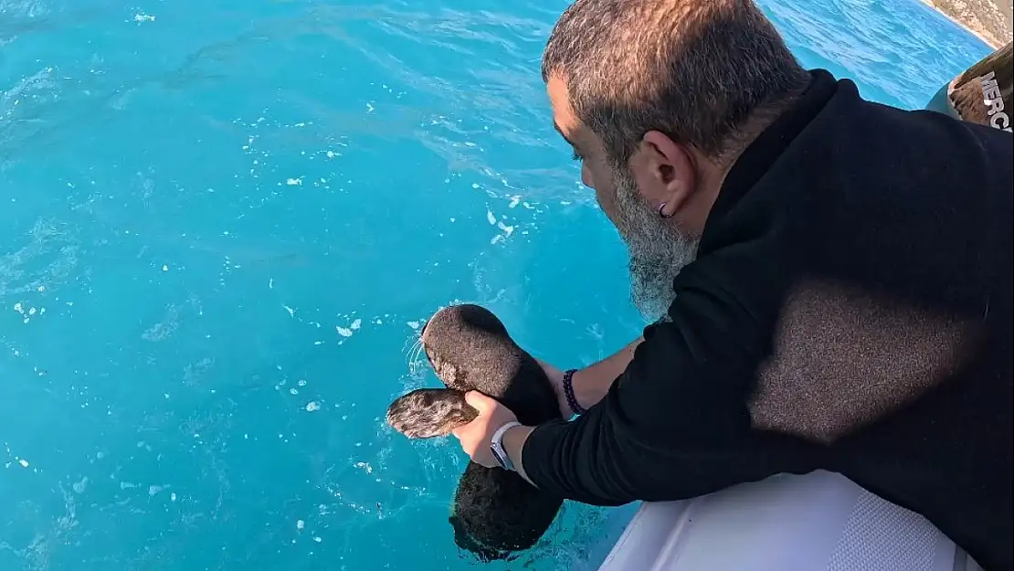 Fırtına mağduru yavru fok, el birliğiyle annesine kavuştu