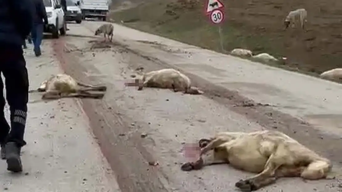 Freni patlayan kamyon koyun sürüsüne daldı