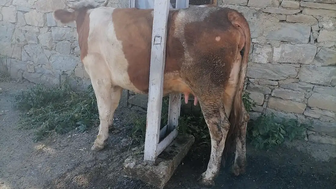 Garip olay! İnek elektrik direğinin arasında sıkıştı