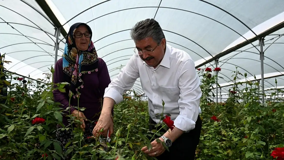 Gül hasadı başladı!