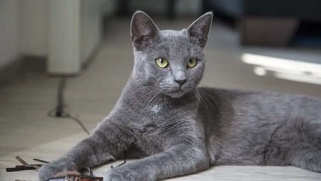 Gümüş mavi tüylerin büyüsü: Korat Kedileri ve eşsiz özellikleri