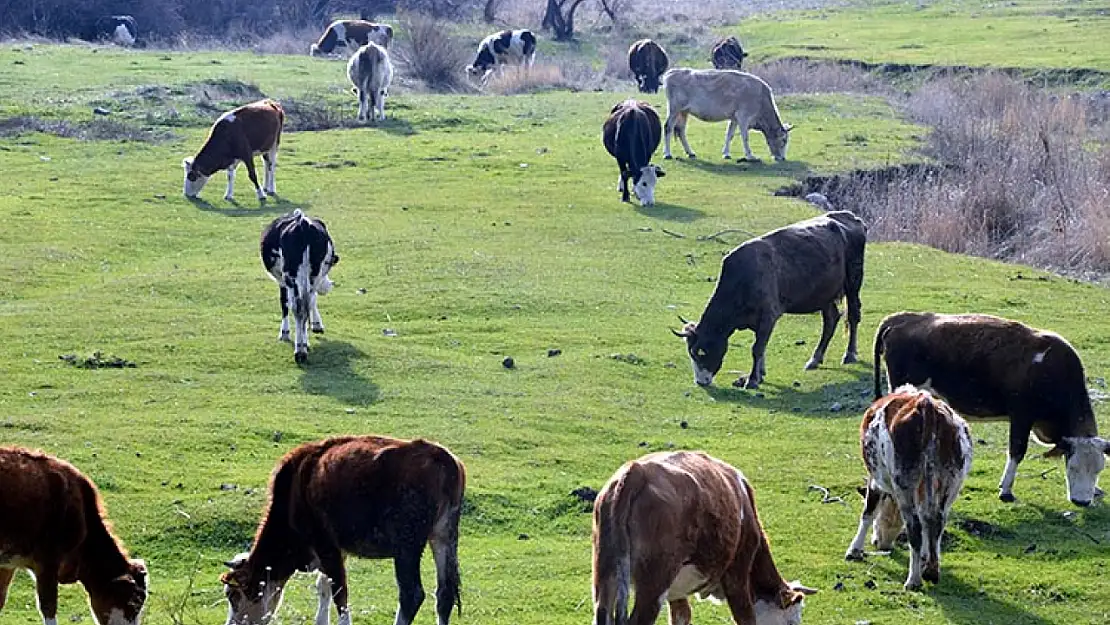 Güneş yüzünü tekrardan gösterdi besiciler meralara açıldı!