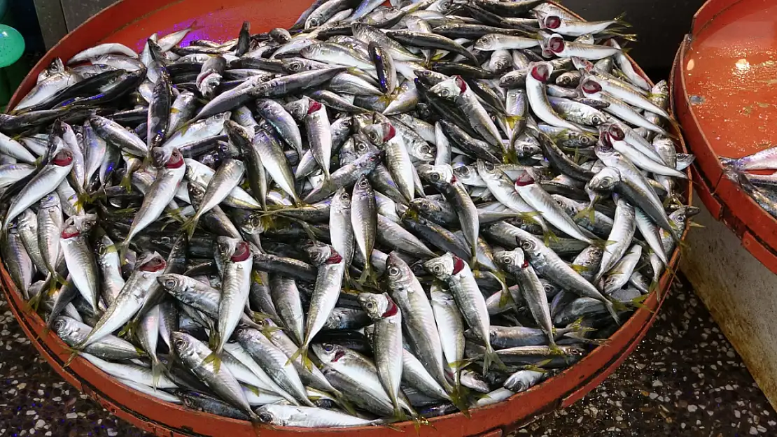 Hamsi azalışa geçti, istavrit fiyatıyla şaşırttı